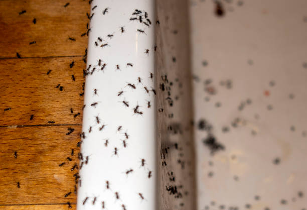 Best Residential Pest Control  in Tomah, WI